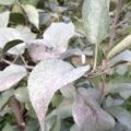 Silver Leaf Disease: Causes, Symptoms, and Solutions