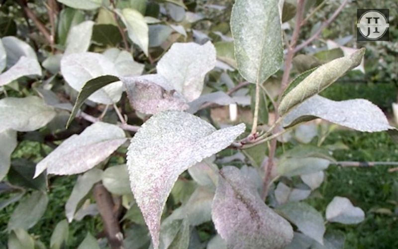 Silver Leaf Disease Causes Symptoms And Solutions JunkInside