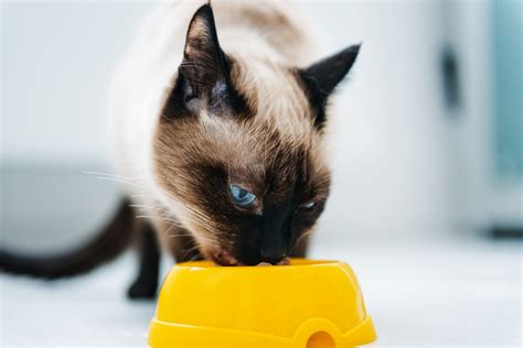 Creating a Balanced Diet Plan for Your Feline Friend