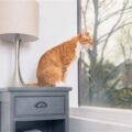 Creating a Cat-Friendly Home: Essential Items Every Owner Needs