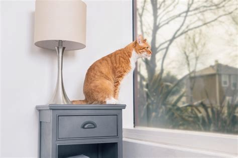 Creating a Cat-Friendly Home: Essential Items Every Owner Needs