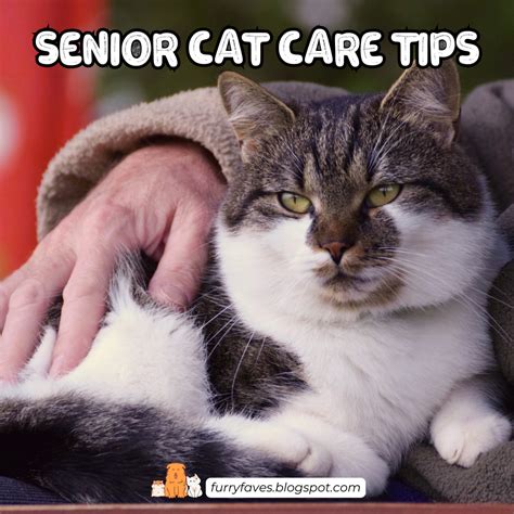 Essential Tips for Keeping Your Senior Cat Happy and Healthy