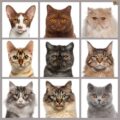 How to Choose the Perfect Cat Breed for Your Home