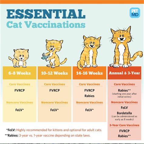 Preventative Healthcare: Essential Vaccinations for Cats