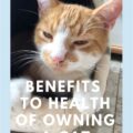 The Hidden Health Benefits of Owning a Cat