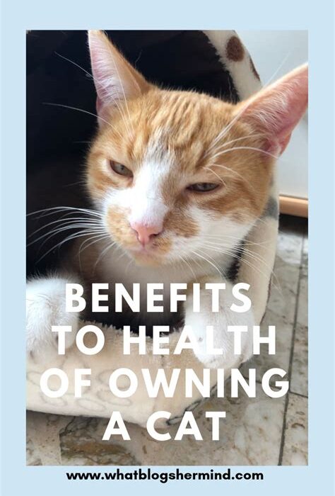 The Hidden Health Benefits of Owning a Cat