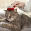 The Importance of Regular Grooming for Your Cat's Well-being