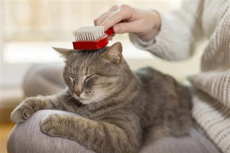 The Importance of Regular Grooming for Your Cat's Well-being