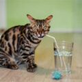 The Role of Hydration in Cat Health: Encouraging Your Cat to Drink More Water