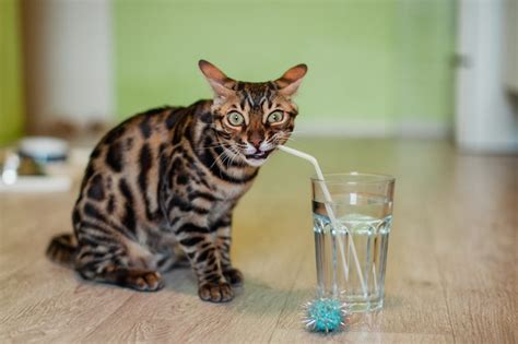 The Role of Hydration in Cat Health: Encouraging Your Cat to Drink More Water