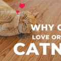 The Science Behind Catnip: Why Cats Love It