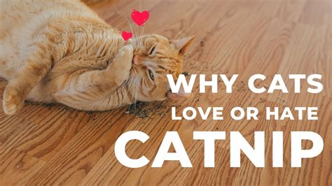 The Science Behind Catnip: Why Cats Love It