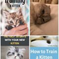 Training Your Kitten: Basic Commands Every Cat Should Know