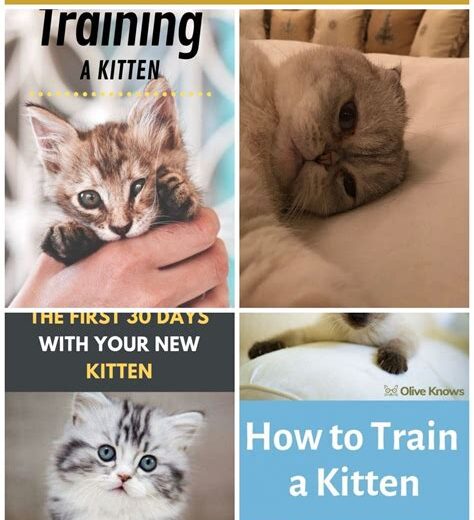 Training Your Kitten: Basic Commands Every Cat Should Know