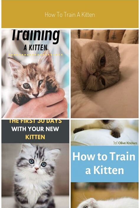 Training Your Kitten: Basic Commands Every Cat Should Know