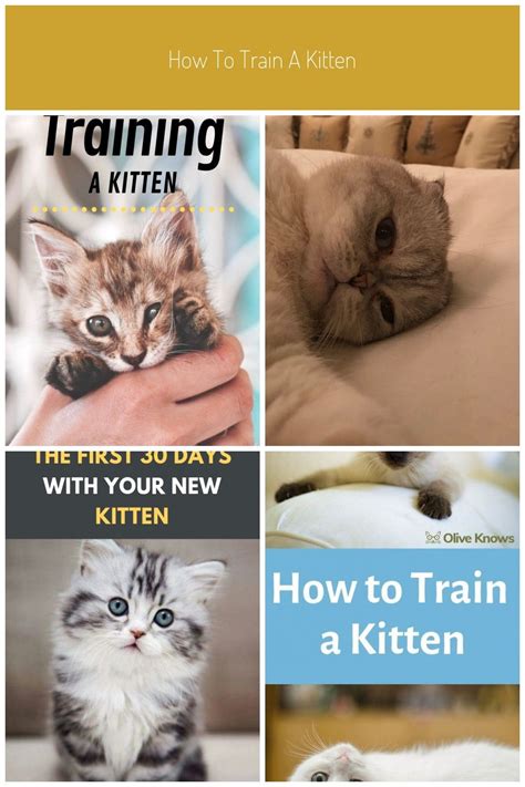 Training Your Kitten: Basic Commands Every Cat Should Know