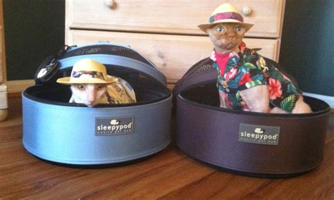 Traveling with Cats: How to Ensure a Stress-Free Experience