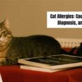 Understanding Cat Allergies: Causes, Symptoms, and Treatments