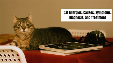 Understanding Cat Allergies: Causes, Symptoms, and Treatments