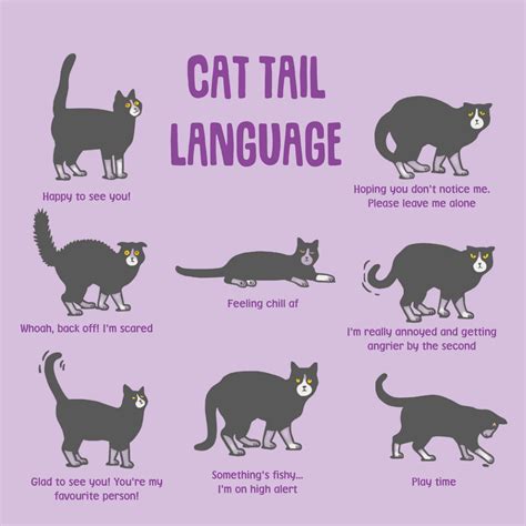 Understanding Cat Body Language: What Those Tail Movements Mean