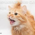 Understanding Your Cat's Behavior: Insights Every Owner Should Know