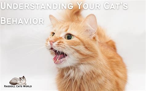 Understanding Your Cat's Behavior: Insights Every Owner Should Know